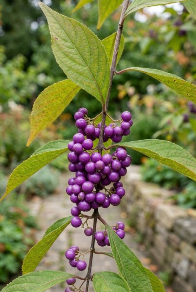 Callicarpa bodinieri 'Profusion'