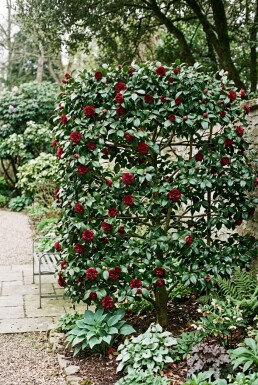 Camellia japonica 'Black Lace' Écran