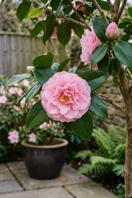Camellia japonica 'Burnside' sur tige