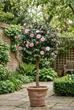 Camellia japonica 'Debbie' sur tige