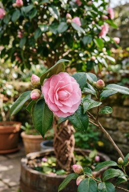 Camellia japonica 'Debbie' sur tige