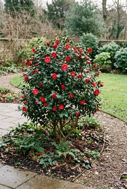 Camellia vernalis 'Yuletide' Arbuste