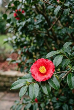 Camellia vernalis 'Yuletide' Arbuste