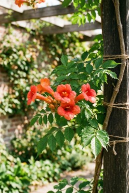 Campsis radicans sur tige