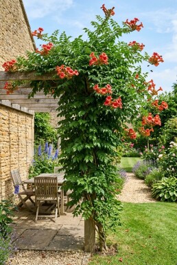 Campsis radicans 'Flamenco' Tuteur