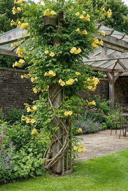 Campsis radicans 'Flava' Tige