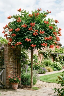 Campsis tagliabuana 'Fire Trumpet' Demi-tige