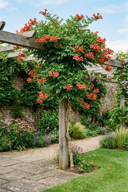Campsis tagliabuana 'Mme Galen' Tige