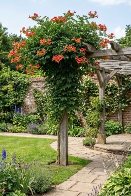 Campsis tagliabuana 'Mme Galen' Tige