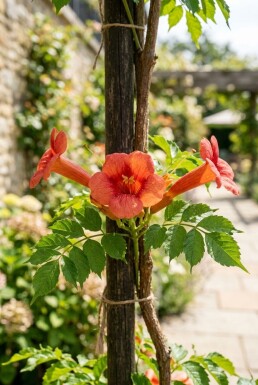 Campsis tagliabuana 'Mme Galen' Tige