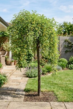 Caragana arborescens 'Walker' Demi-tige