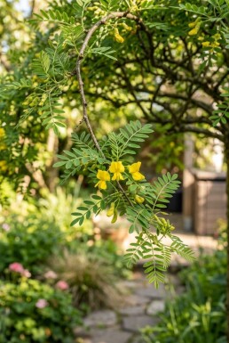 Caragana arborescens 'Walker' Demi-tige