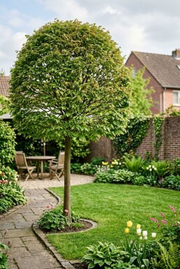 Carpinus betulus Bol sur tige