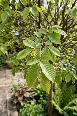 Carpinus betulus Bol sur tige