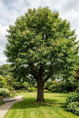 Castanea sativa Souche basse hauteur de tige