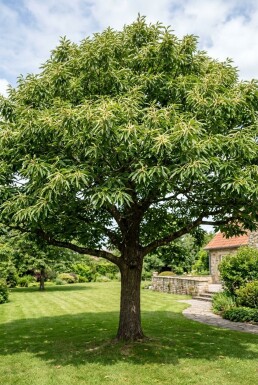 Castanea sativa Souche basse hauteur de tige
