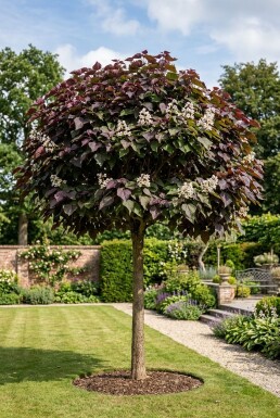 Catalpa erubescens 'Purpurea' Demi-tige