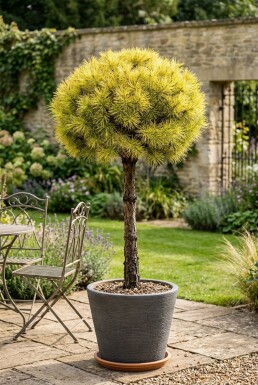 Cedrus deodara 'Lime Glow' Sur tige