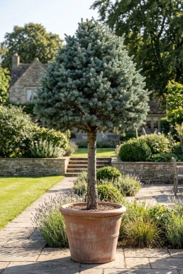 Cedrus libani 'Glauca' sur tige