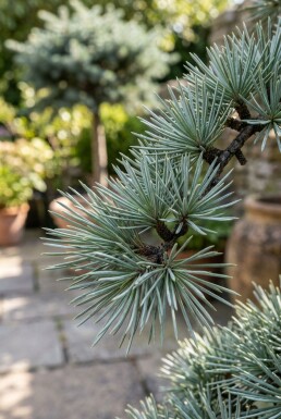 Cedrus libani 'Glauca' sur tige