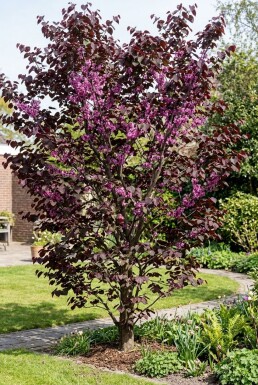 Cercis canadensis 'Forest Pansy' Ramifié