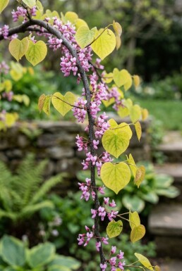 Cercis canadensis 'Golden Falls'