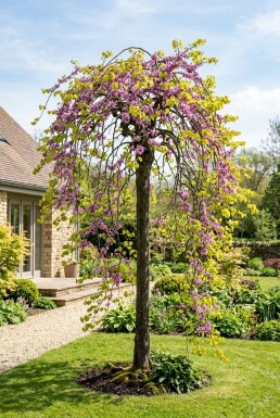 Cercis canadensis 'Golden Falls' arbre ramifié