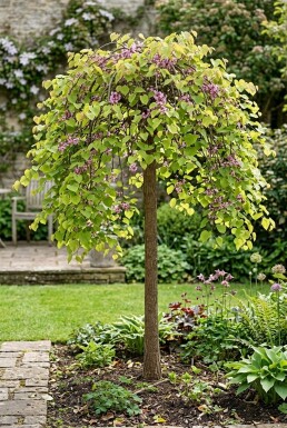 Cercis canadensis 'Golden Falls' Demi-tige