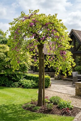 Cercis canadensis 'Golden Falls' Demi-tige