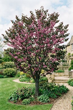 Cercis canadensis 'Merlot' Branchu