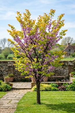 Cercis canadensis 'The Rising Sun' baliveau