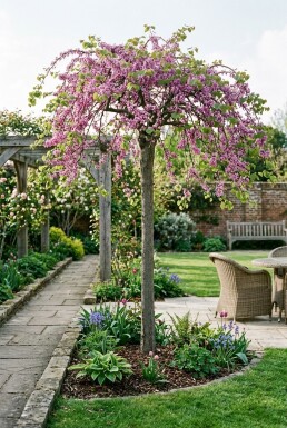 Cercis canadensis 'Traveller' demi-tige