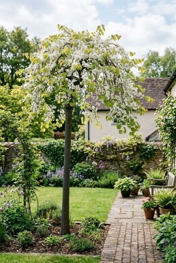 Cercis canadensis 'Vanilla Twist' Haute-tige