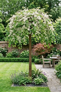 Cercis canadensis 'Vanilla Twist' Haute-tige