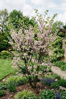 Cercis chinensis 'Shirobana' Arbuste