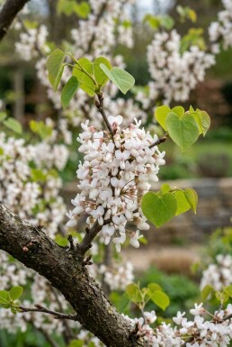 Cercis chinensis 'Shirobana' Arbuste