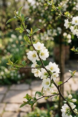 Chaenomeles speciosa 'Nivalis' Tige