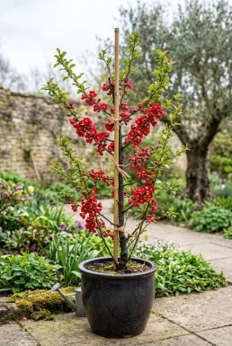 Chaenomeles superba 'Crimson and Gold' Tige