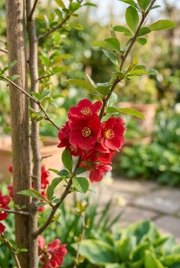 Chaenomeles superba 'Crimson and Gold' Tige