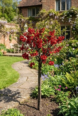 Chaenomeles superba 'Nicoline' Sur tige