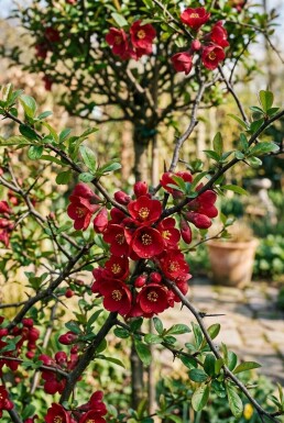 Chaenomeles superba 'Nicoline' Sur tige