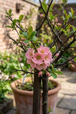 Chaenomeles superba 'Pink Lady' Tige