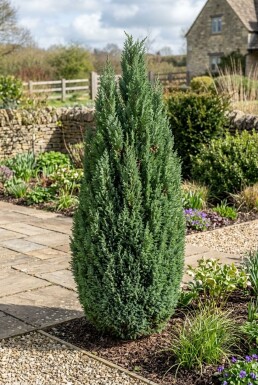 Chamaecyparis lawsoniana 'Ellwoodii' Arbuste