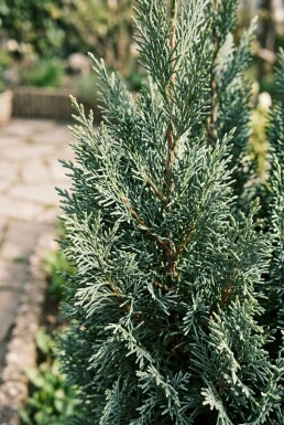 Chamaecyparis lawsoniana 'Ellwood's Empire' Arbuste