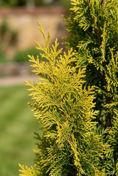 Chamaecyparis nootkatensis 'Moonshot' Tige