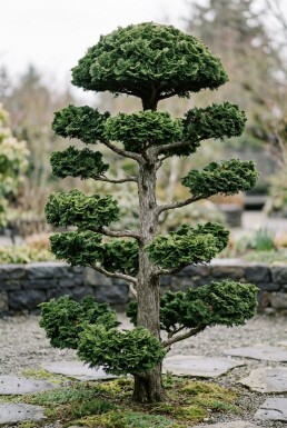 Chamaecyparis obtusa 'Contorta' Bonsaï