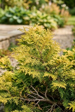 Chamaecyparis obtusa 'Fernspray Gold' Arbuste