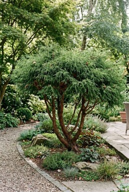 Chamaecyparis pisifera 'Filifera Nana' Multitronc
