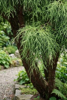 Chamaecyparis pisifera 'Filifera Nana' Multitronc