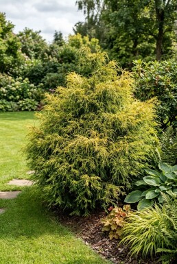 Chamaecyparis pisifera 'Sungold' Arbuste